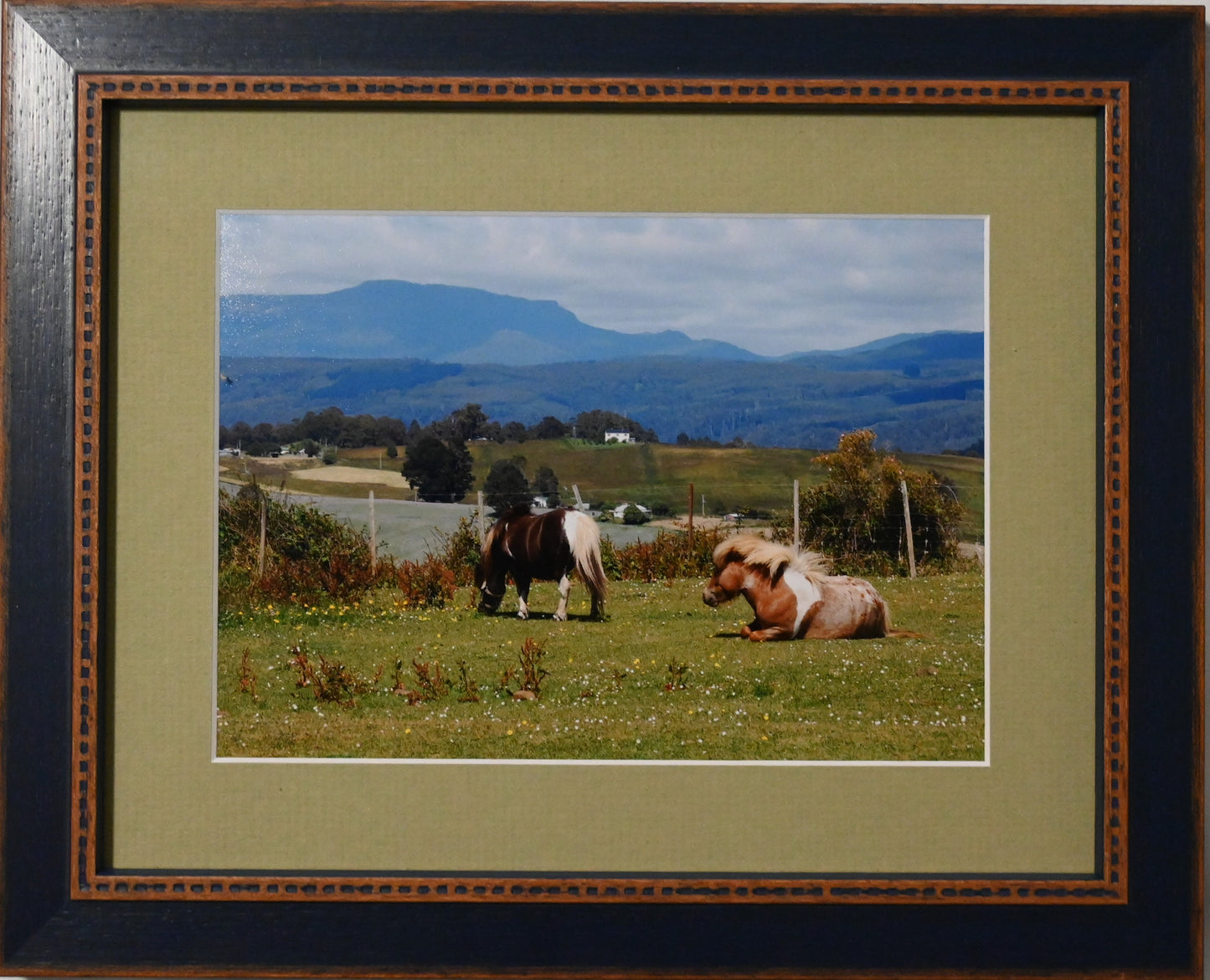 Ponies in the Paddock