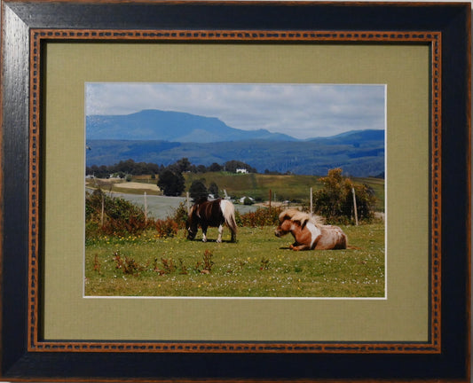 Ponies in the Paddock